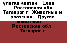 улитки ахатин › Цена ­ 50 - Ростовская обл., Таганрог г. Животные и растения » Другие животные   . Ростовская обл.,Таганрог г.